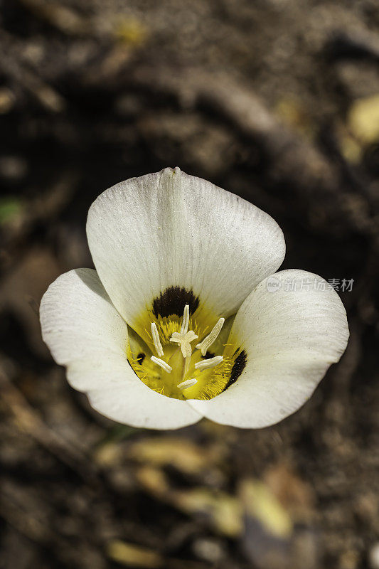 加州莱斯特林的Mariposa Lily、Calochortus leichtlinii、Bumpass Hell Trail、拉森火山国家公园;喀斯喀特山脉。百合科。